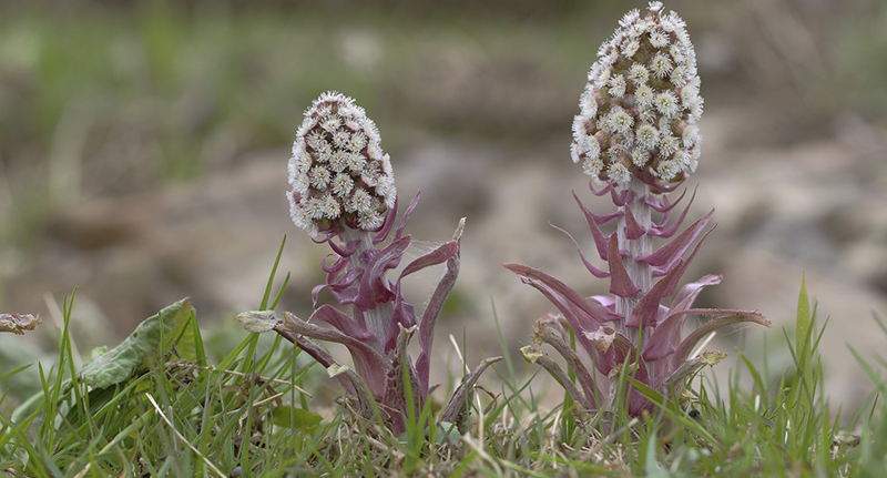 11 Apr 2015, Rhineland, Germany --- Common Butterbur (Petasites hybridus), flowering, North Rhine-Westphalia, Germany, Europe --- Image by © Friedhelm Adam/imageBROKER/Corbis