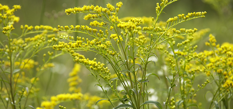 Goldenrod, Ontario, Canada --- Image by © Radius Images/Corbis