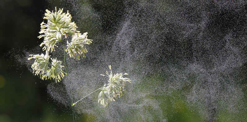 Germany --- Cocks Foot or Orchard Grass (Dactylis glomerata) with flying pollen, Germany, Europe --- Image by © Martin Siepmann/imageBROKER/Corbis