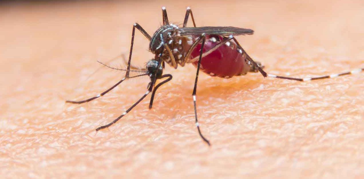 West Nile Virus Mystery Solved