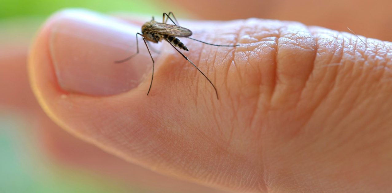 Common House Mosquito (Culex pipiens), on a finger --- Image by © ulrich niehoff/imageBROKER/Corbis