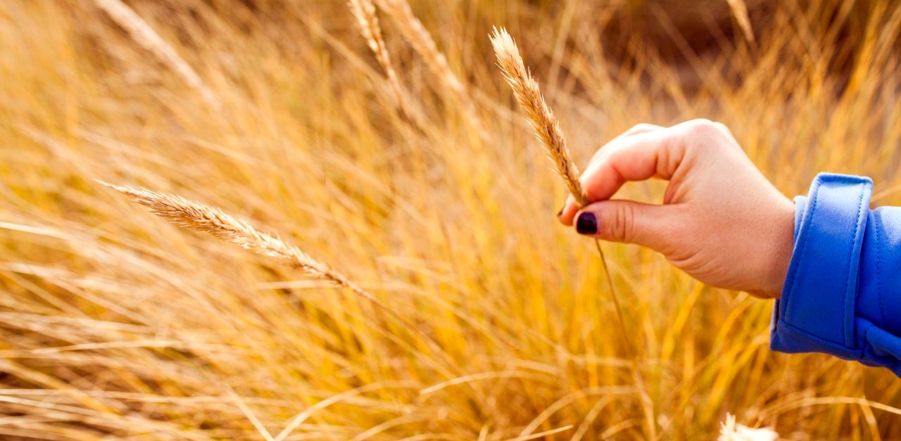 29 Dec 2013, Cannon Beach, Oregon, USA --- Caucasian woman holding wheat stalk --- Image by © Adam Hester/Blend Images/Corbis