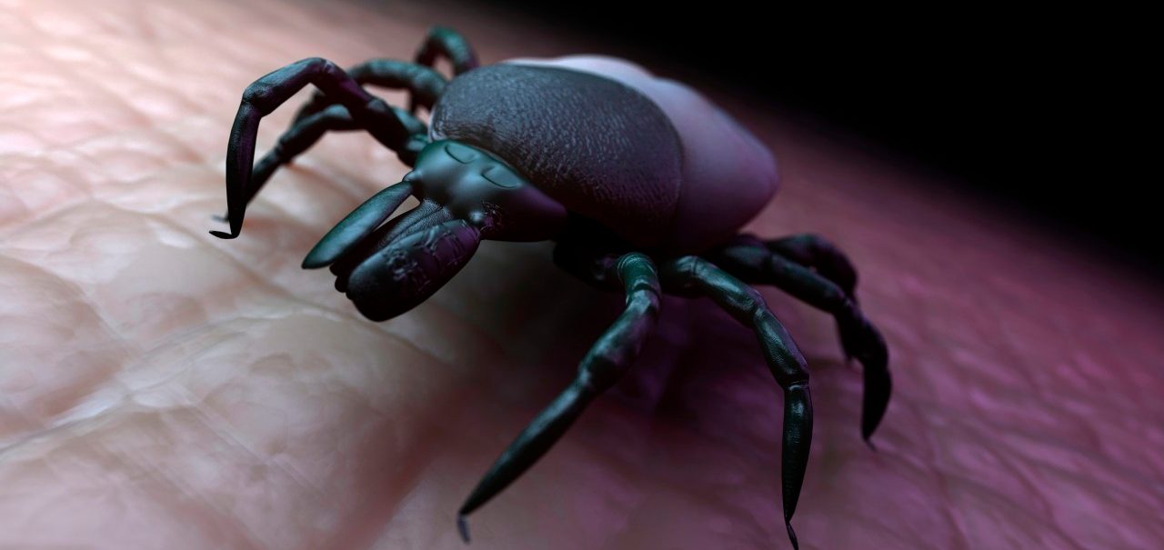 28 Feb 2012 --- Tick (superfamily Ixodoidea) on human skin, computer artwork. --- Image by © Sciepro/Science Photo Library/Corbis