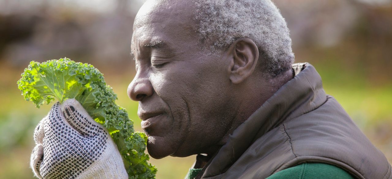 18 Oct 2012 --- Senior couple gardening in cabbage bed --- Image by © Cavan Images/Corbis