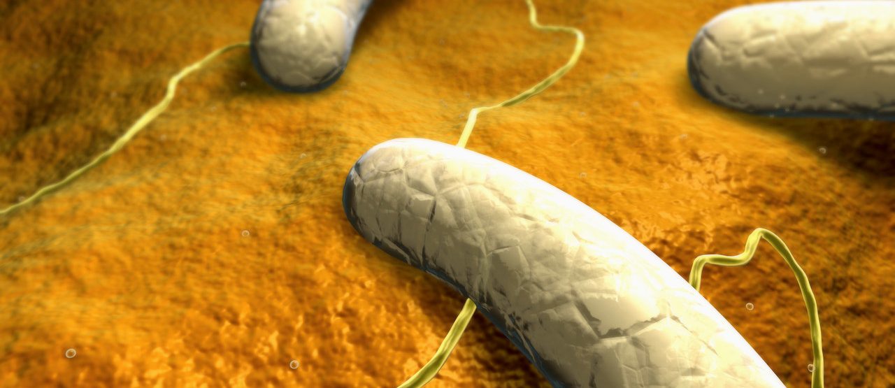 Original caption: A scanning electron microscopic image of salmonella. --- Image by © MedicalRF.com/Corbis