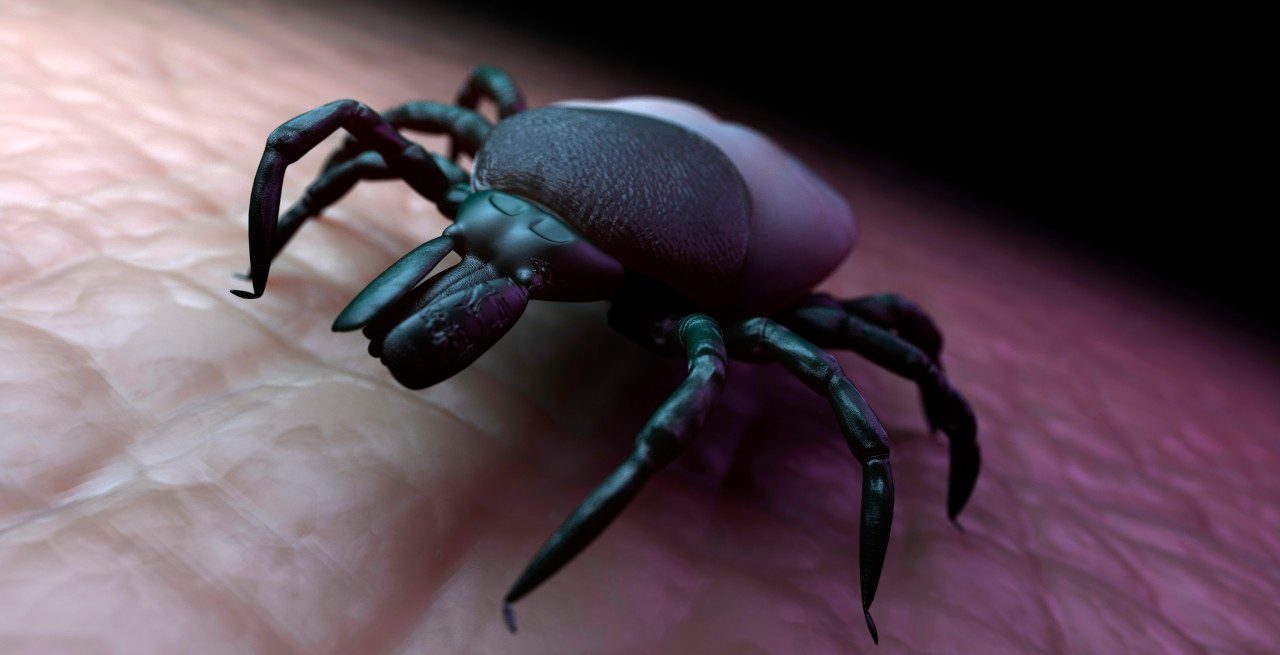 28 Feb 2012 --- Tick (superfamily Ixodoidea) on human skin, computer artwork. --- Image by © Sciepro/Science Photo Library/Corbis