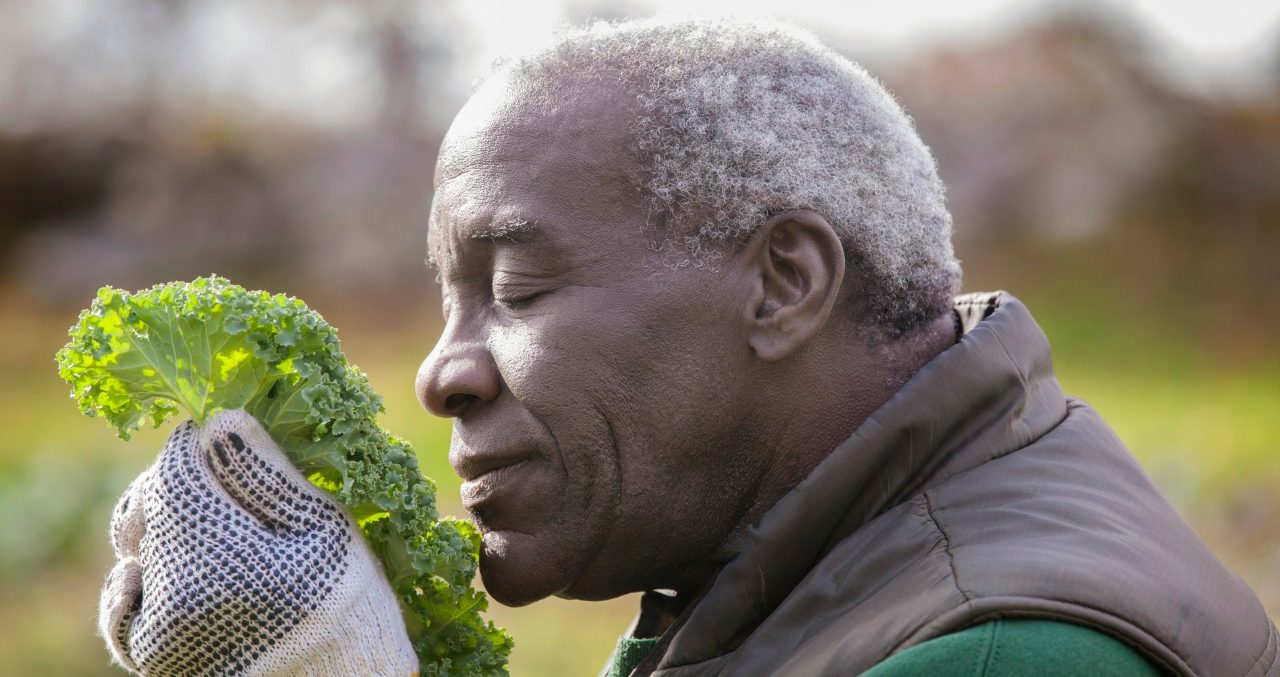 18 Oct 2012 --- Senior couple gardening in cabbage bed --- Image by © Cavan Images/Corbis