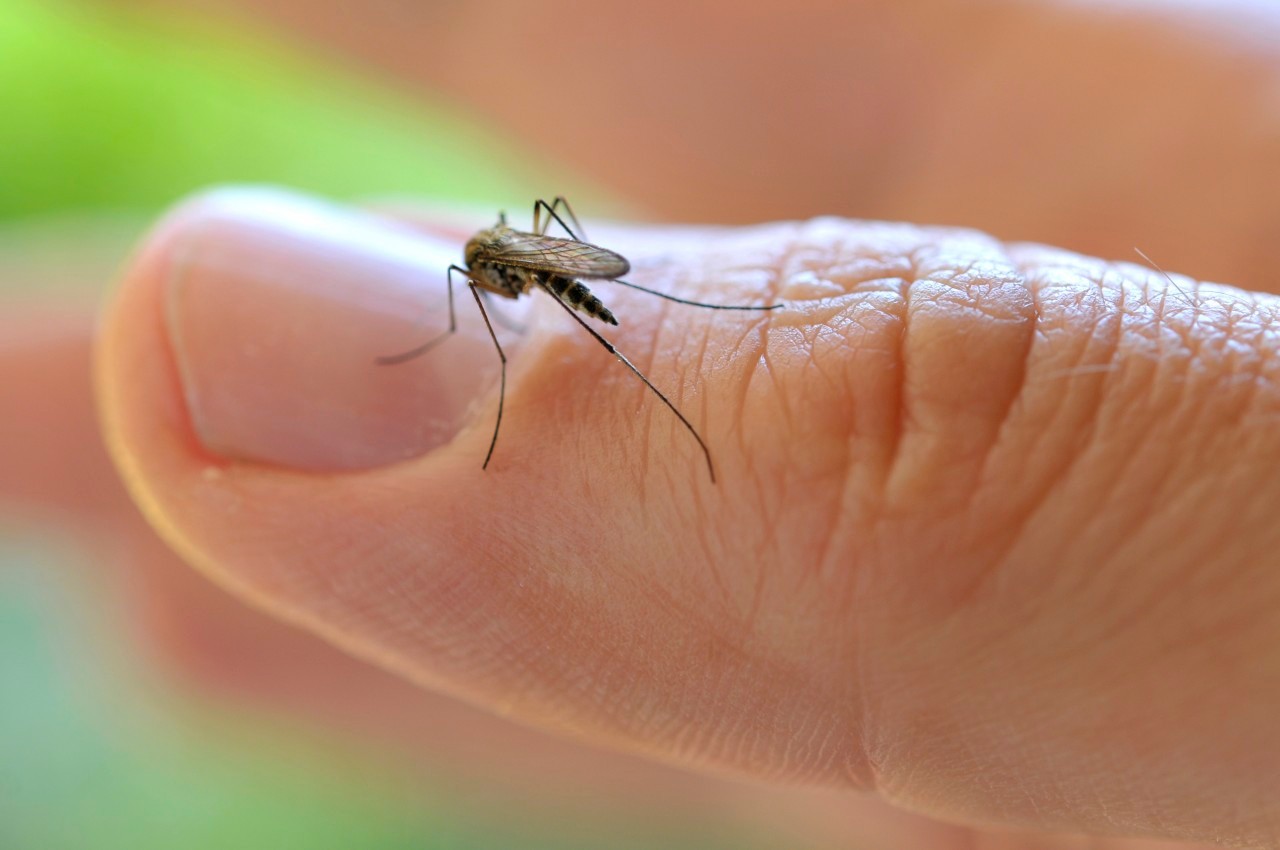 Common House Mosquito (Culex pipiens), on a finger --- Image by © ulrich niehoff/imageBROKER/Corbis