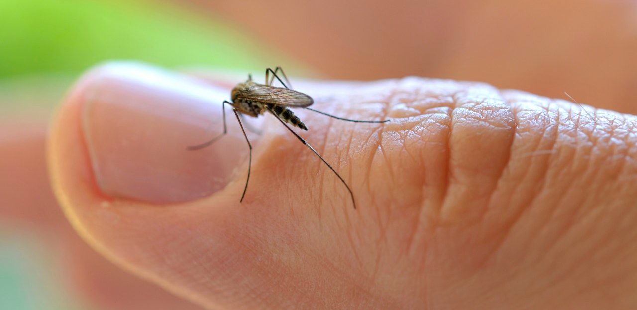 Common House Mosquito (Culex pipiens), on a finger --- Image by © ulrich niehoff/imageBROKER/Corbis