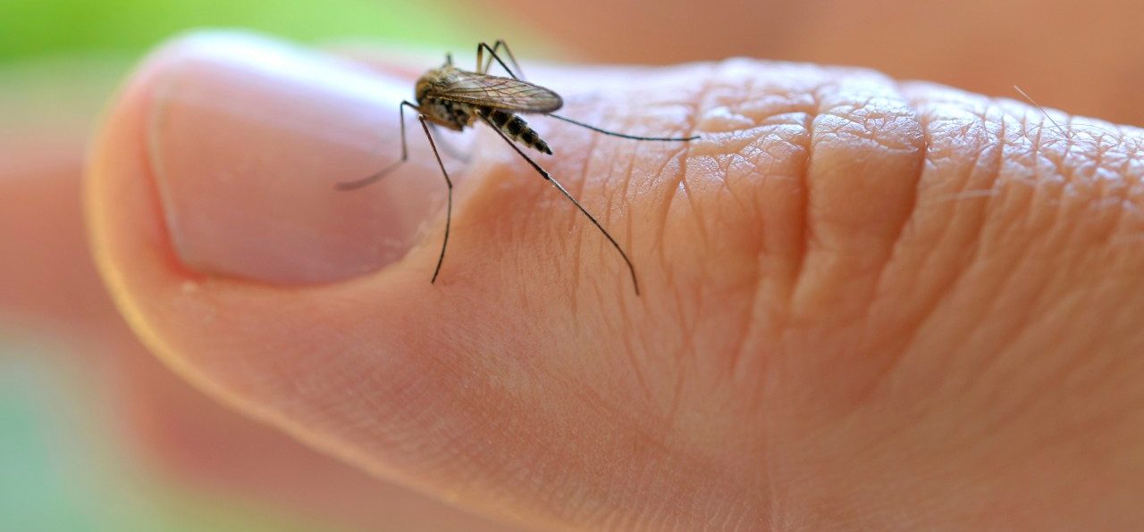 Common House Mosquito (Culex pipiens), on a finger --- Image by © ulrich niehoff/imageBROKER/Corbis