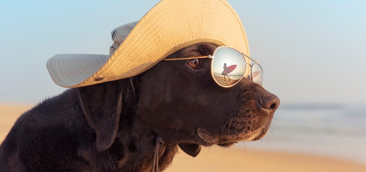 Dog looking at woman surfer at the beach --- Image by © Ben Welsh/Corbis