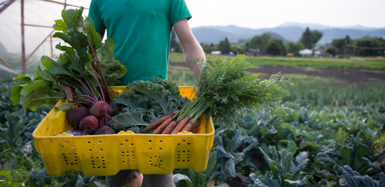 08 Aug 2014, Leavenworth, Washington State, USA --- Ryan Paulsness holds a basket of organic produce. --- Image by © Alasdair Turner / Aurora Photos/www.auroraphotos.com/Corbis