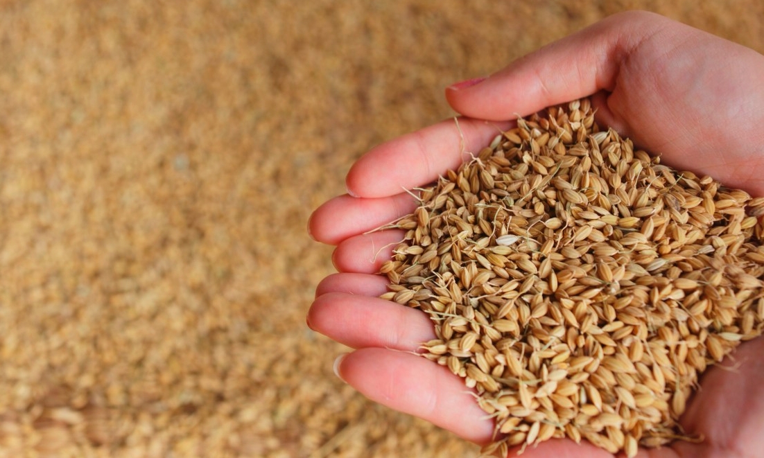 Japan --- Human hand holding rice husk --- Image by © Image Werks/Corbis