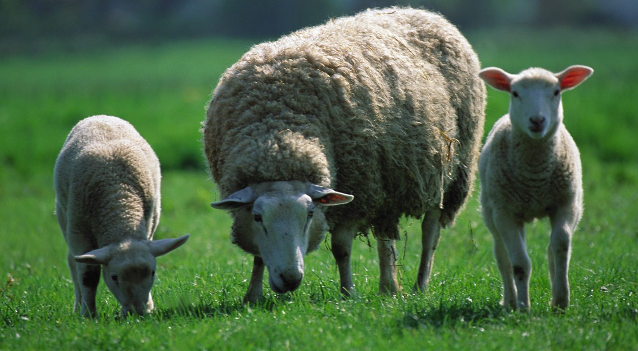 Sheep Grazing --- Image by © Image Source/Corbis