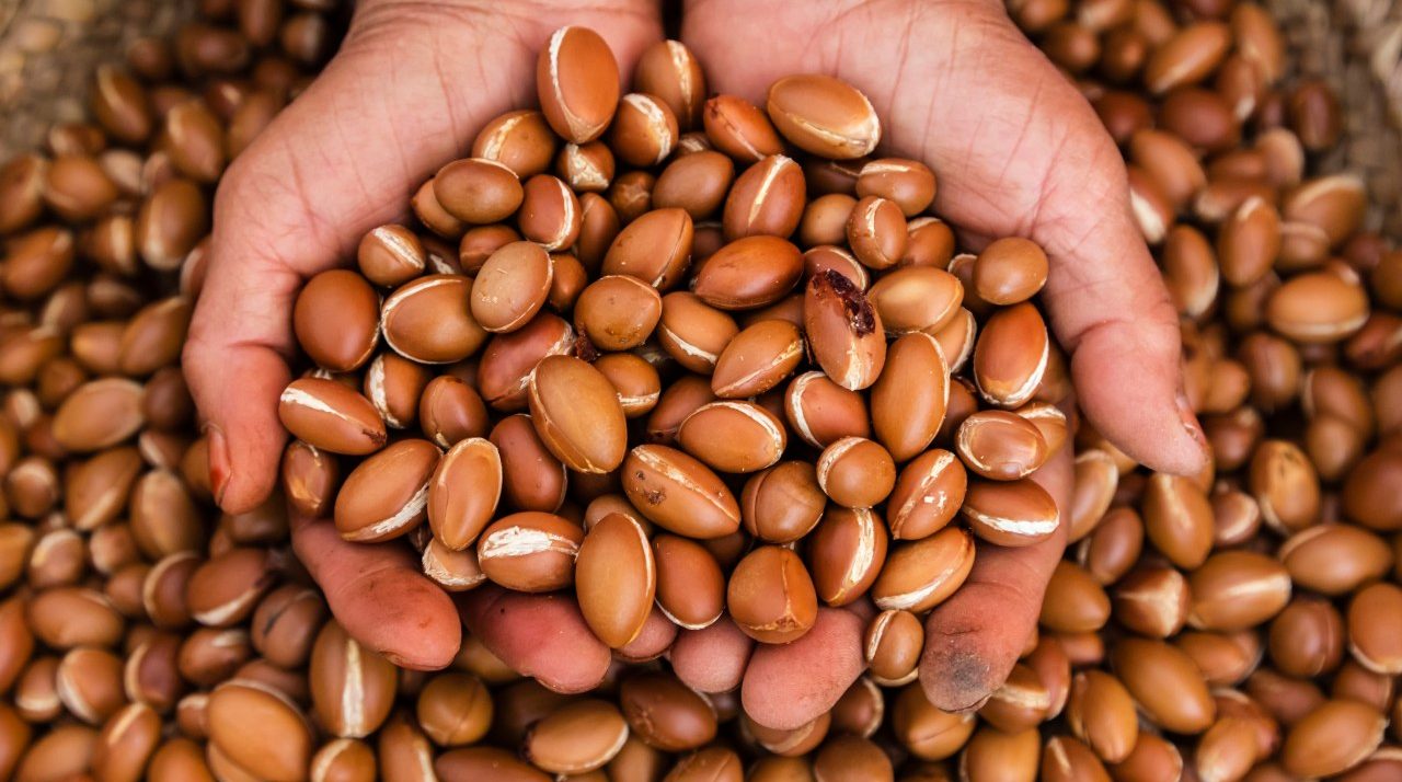 28 Apr 2014 --- Close up of hands holding argan oil nuts --- Image by © Jeremy Woodhouse/Blend Images/Corbis